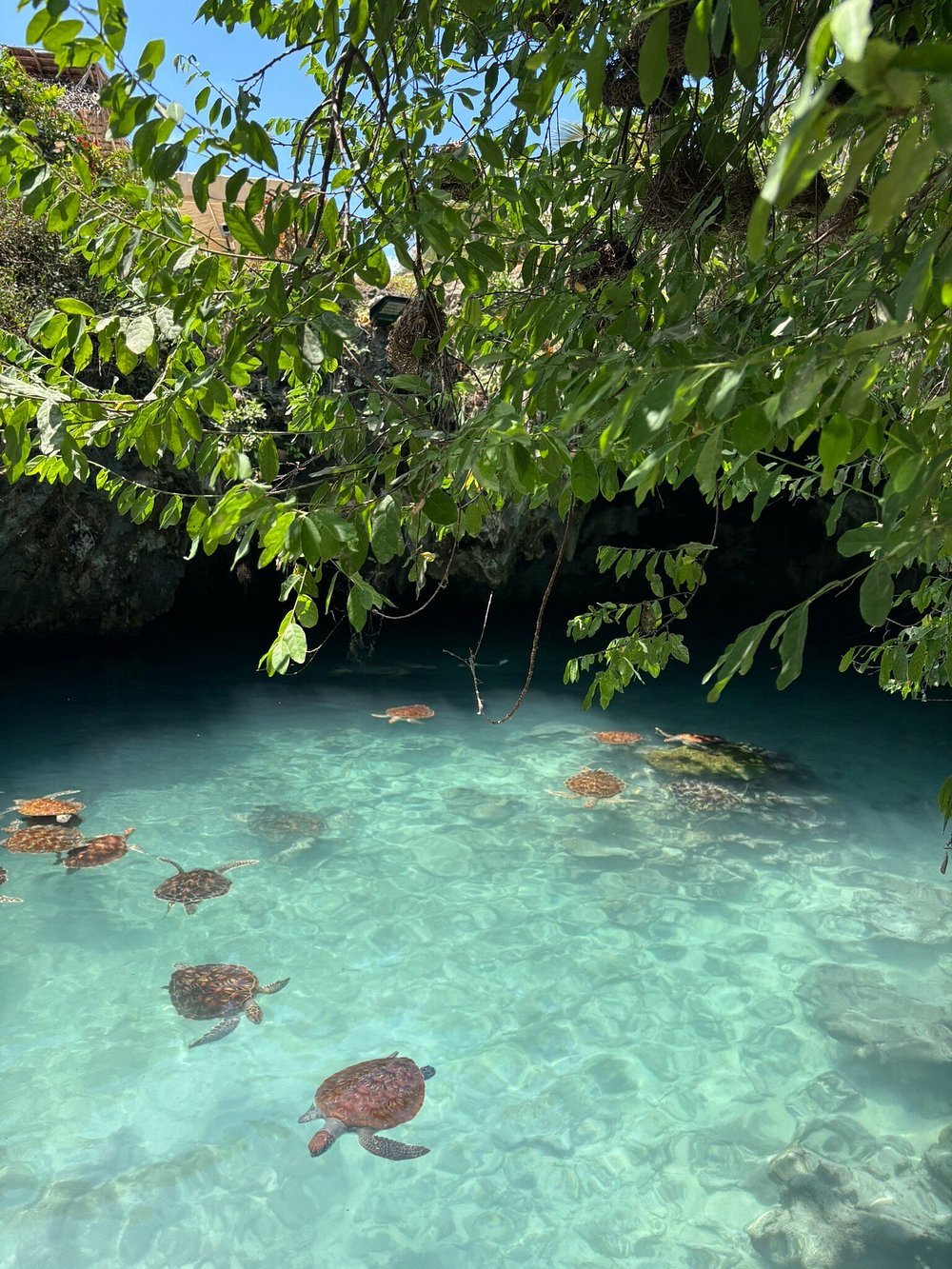 Zanzibar: Swim with Turtles at Salaam Cave Sanctuary in Kizimkazi