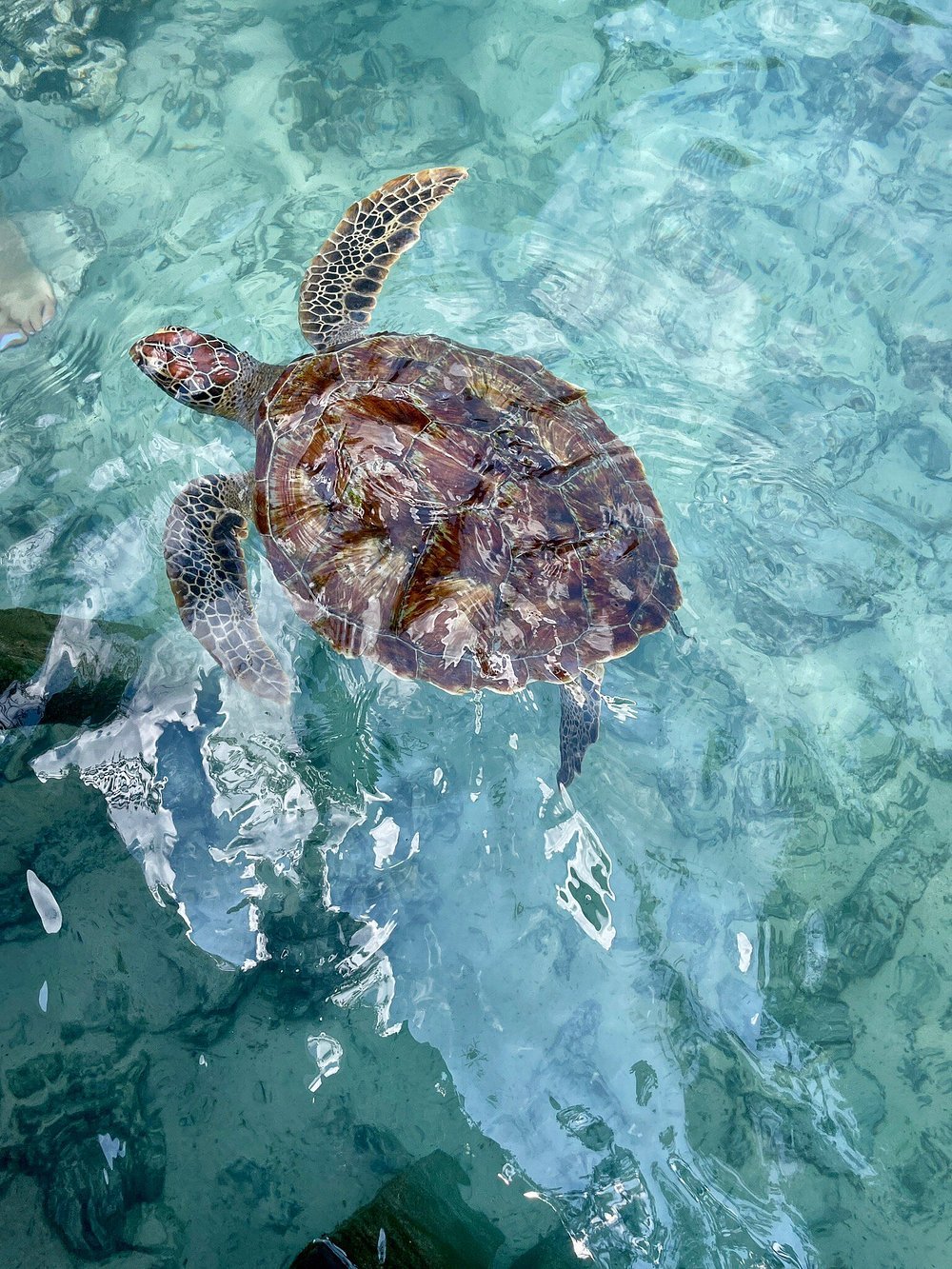 Zanzibar: Swim with Turtles at Salaam Cave Sanctuary in Kizimkazi