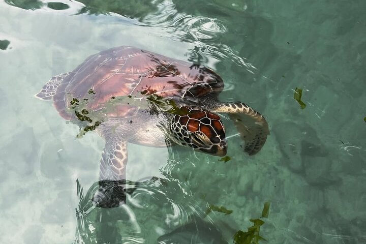 Zanzibar: Swim with Turtles at Salaam Cave Sanctuary in Kizimkazi