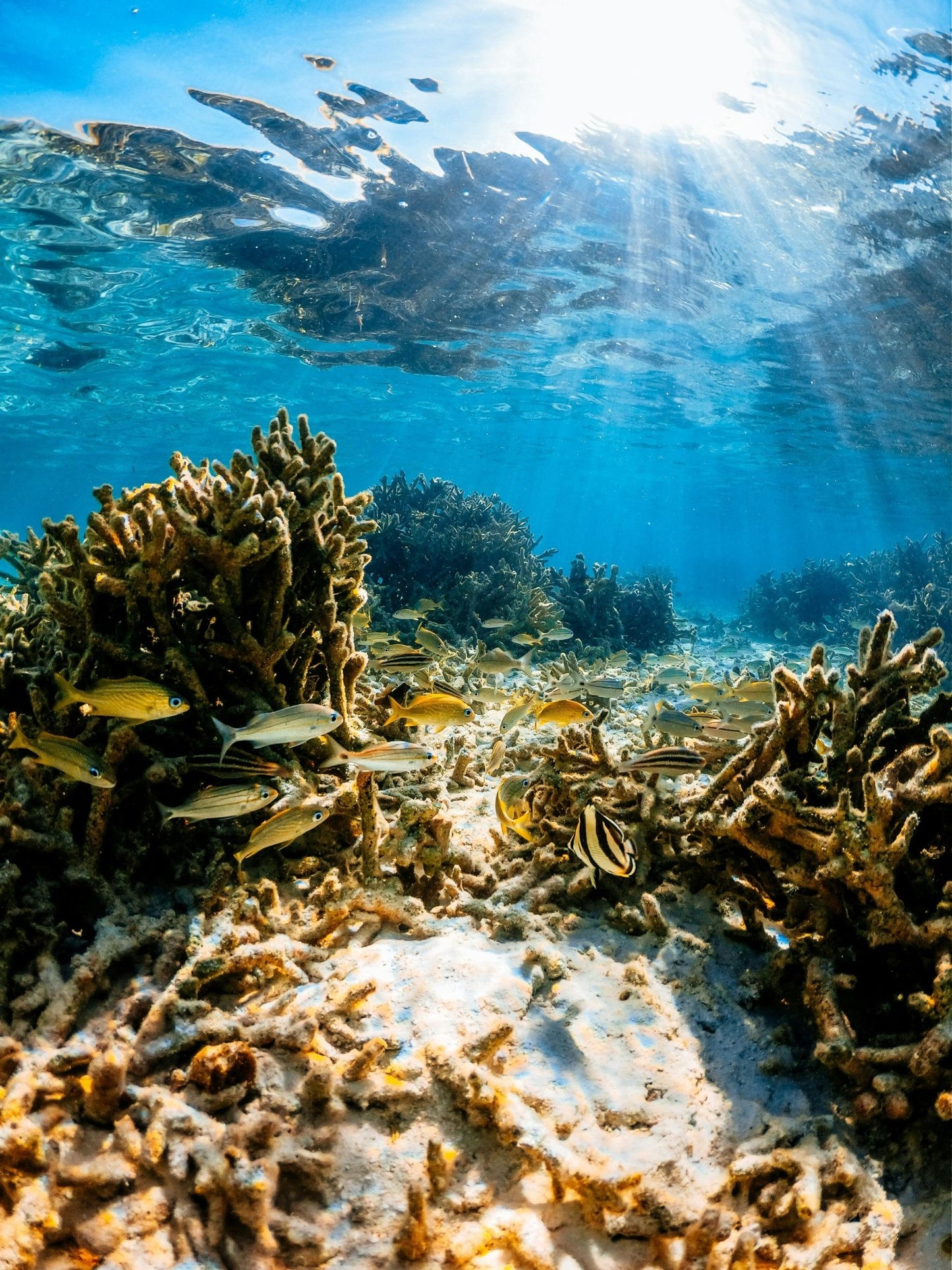 Zanzibar: Tumbatu Island Snorkeling and Sunset Dhow Cruise