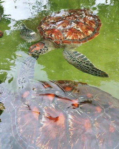 Zanzibar: Village Guided Tour with Fish Market, Boat Yard and Mnarani Aquarium Visit