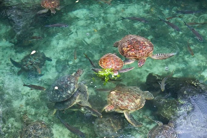 Zanzibar: Village Guided Tour with Fish Market, Boat Yard and Mnarani Aquarium Visit