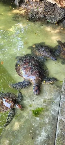Zanzibar: Village Guided Tour with Fish Market, Boat Yard and Mnarani Aquarium Visit