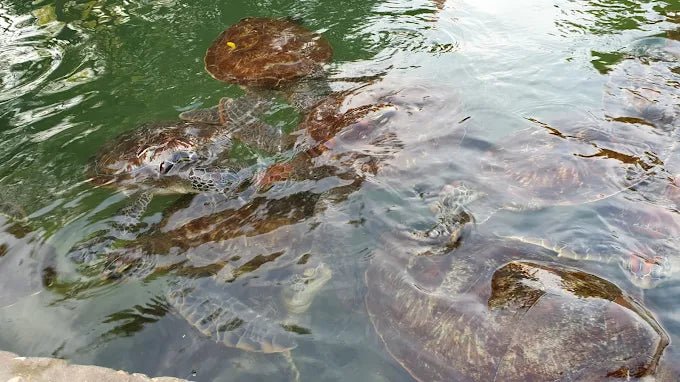 Zanzibar: Village Guided Tour with Fish Market, Boat Yard and Mnarani Aquarium Visit