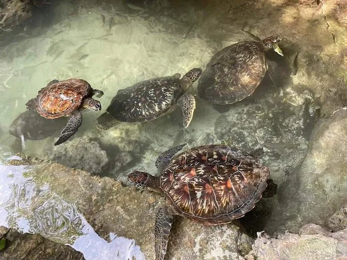 Zanzibar: Village Guided Tour with Fish Market, Boat Yard and Mnarani Aquarium Visit