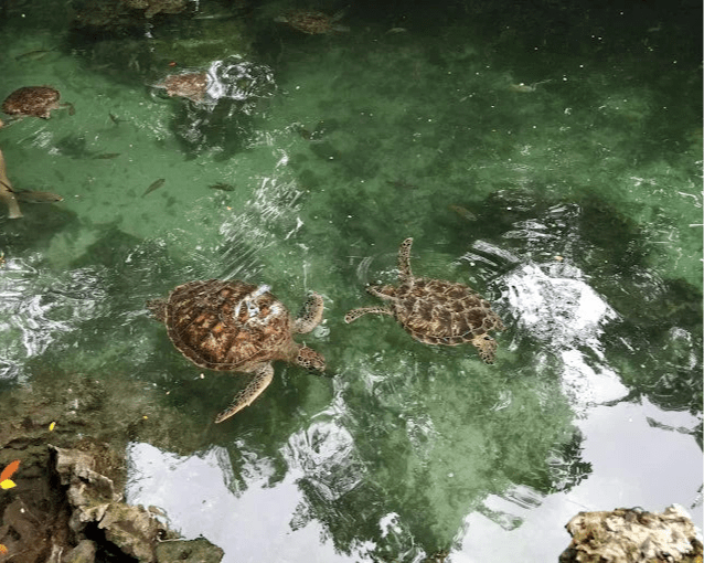Zanzibar: Village Guided Tour with Fish Market, Boat Yard and Mnarani Aquarium Visit