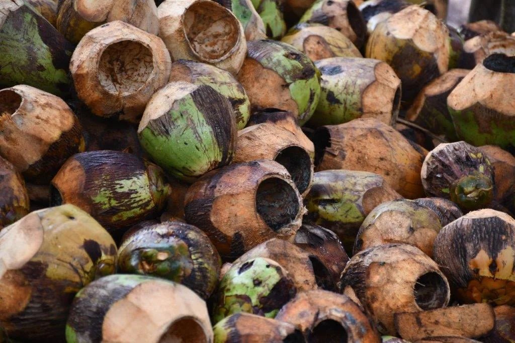 Zanzibar: Walking Spice Farm Tour with Tasting and Hotel Pickup