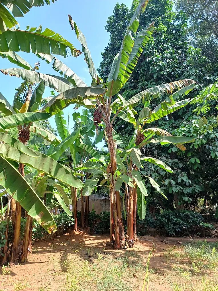 Zanzibar: Walking Spice Farm Tour with Tasting and Hotel Pickup