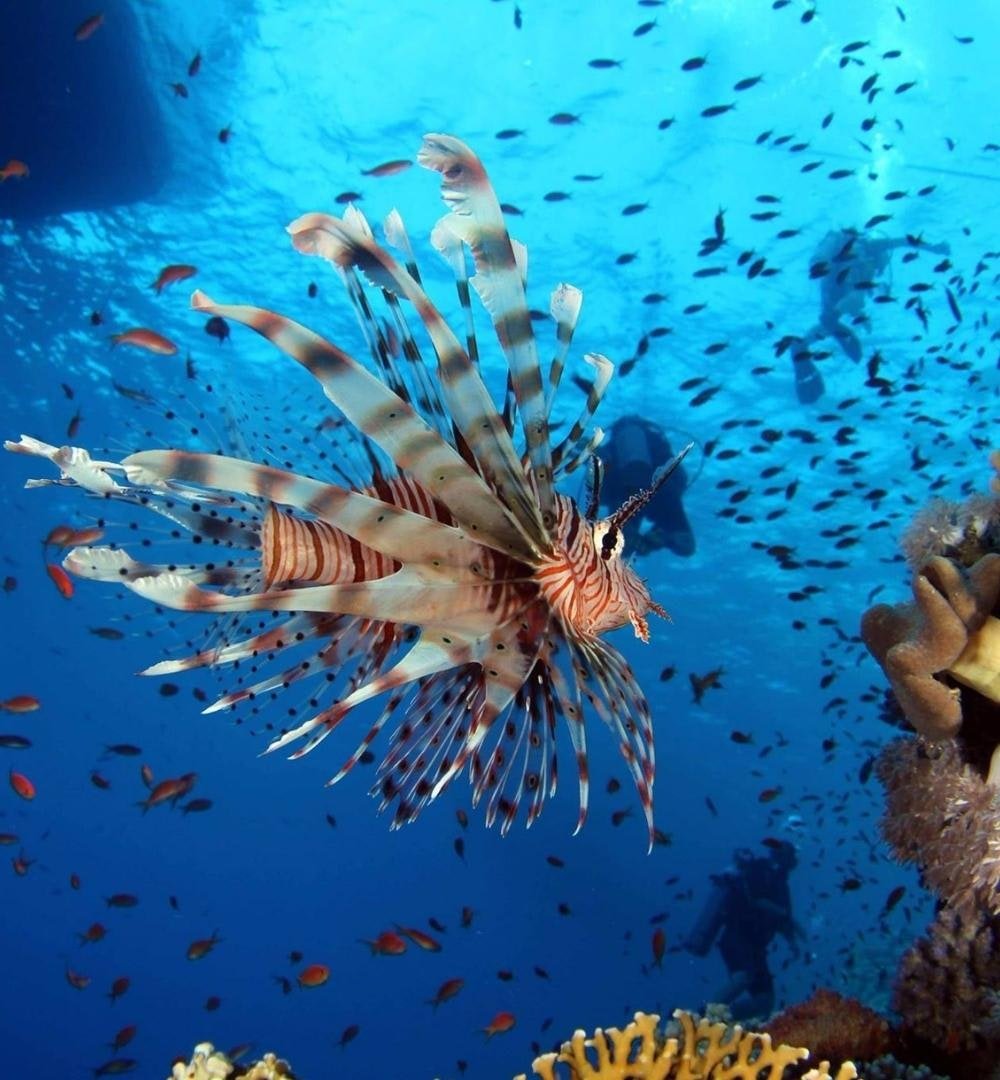 Sharm El Sheikh: Curs Scuba Diver