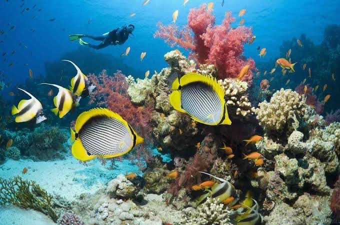 El Gouna: Daily Diving Trip (For Certified Divers Only)