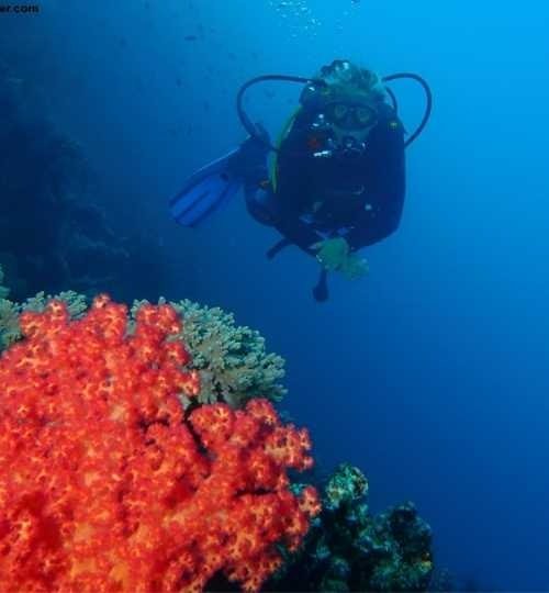 Sharm El Sheikh: Red Sea Fashion Diving Adventure for kvalifiserte dykkere