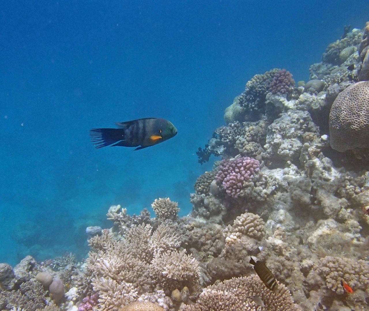 Hurghada: Orange Bay Trip with 2 Snorkeling Stops & Lunch