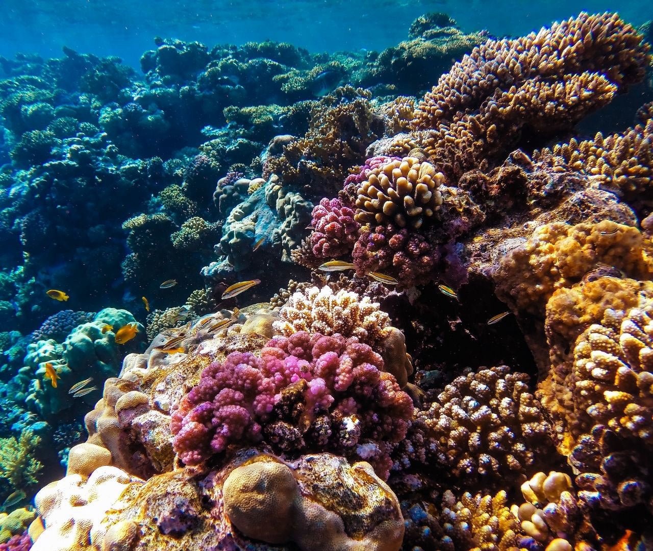 Hurghada: Viagem à Ilha Paraíso com Snorkeling, Mergulho e Almoço