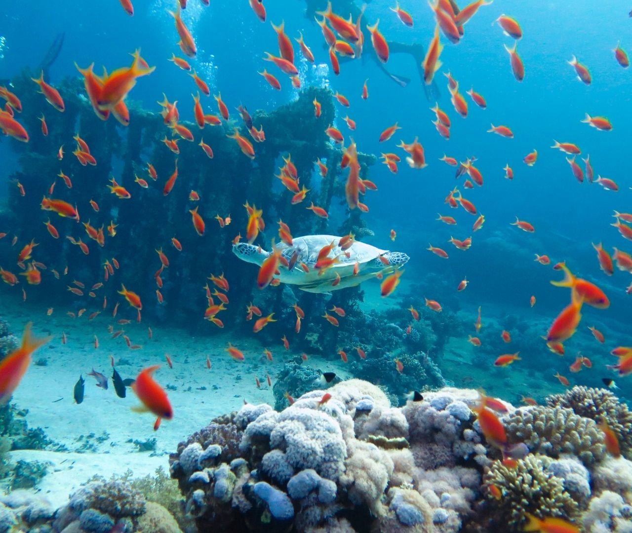 Hurghada: Viagem à Ilha Paraíso com Snorkeling, Mergulho e Almoço