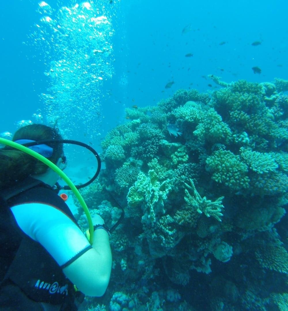 El Gouna: Entdecken Sie das Tauchen