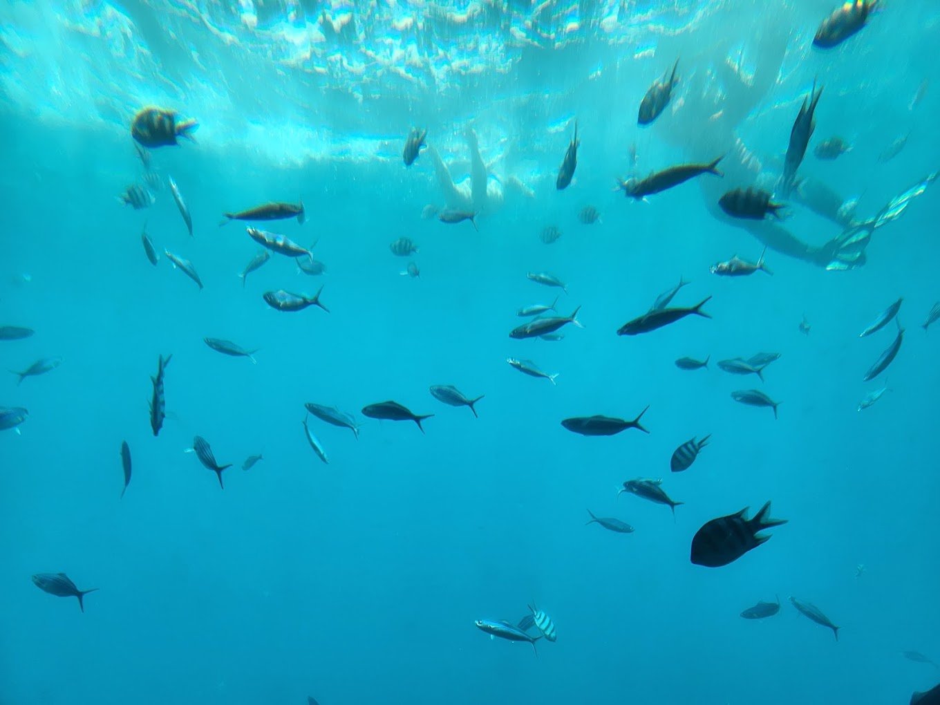 Hurghada: Rejs łodzią podwodną Royal Seascope z przeszklonym dnem i snorkelingiem