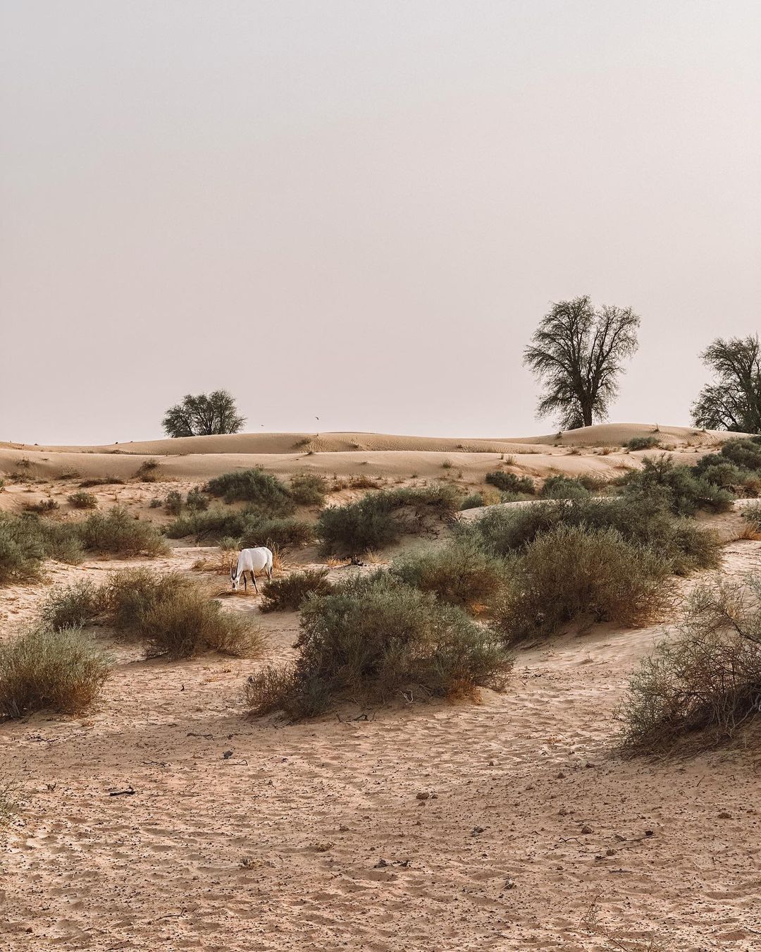 Dubai: Royal Falconry Training Experience (Private Cars)