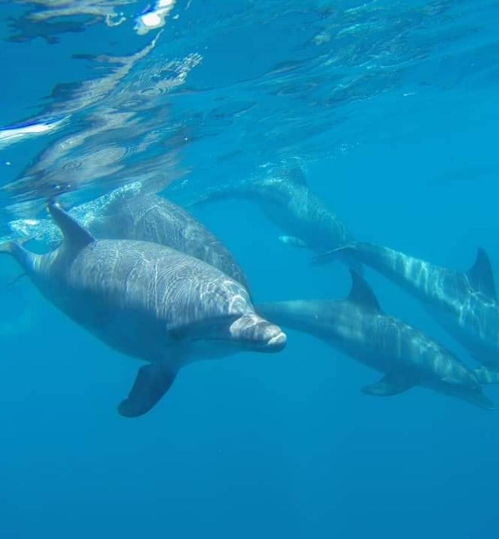 El Gouna: Excursión de medio día de snorkel