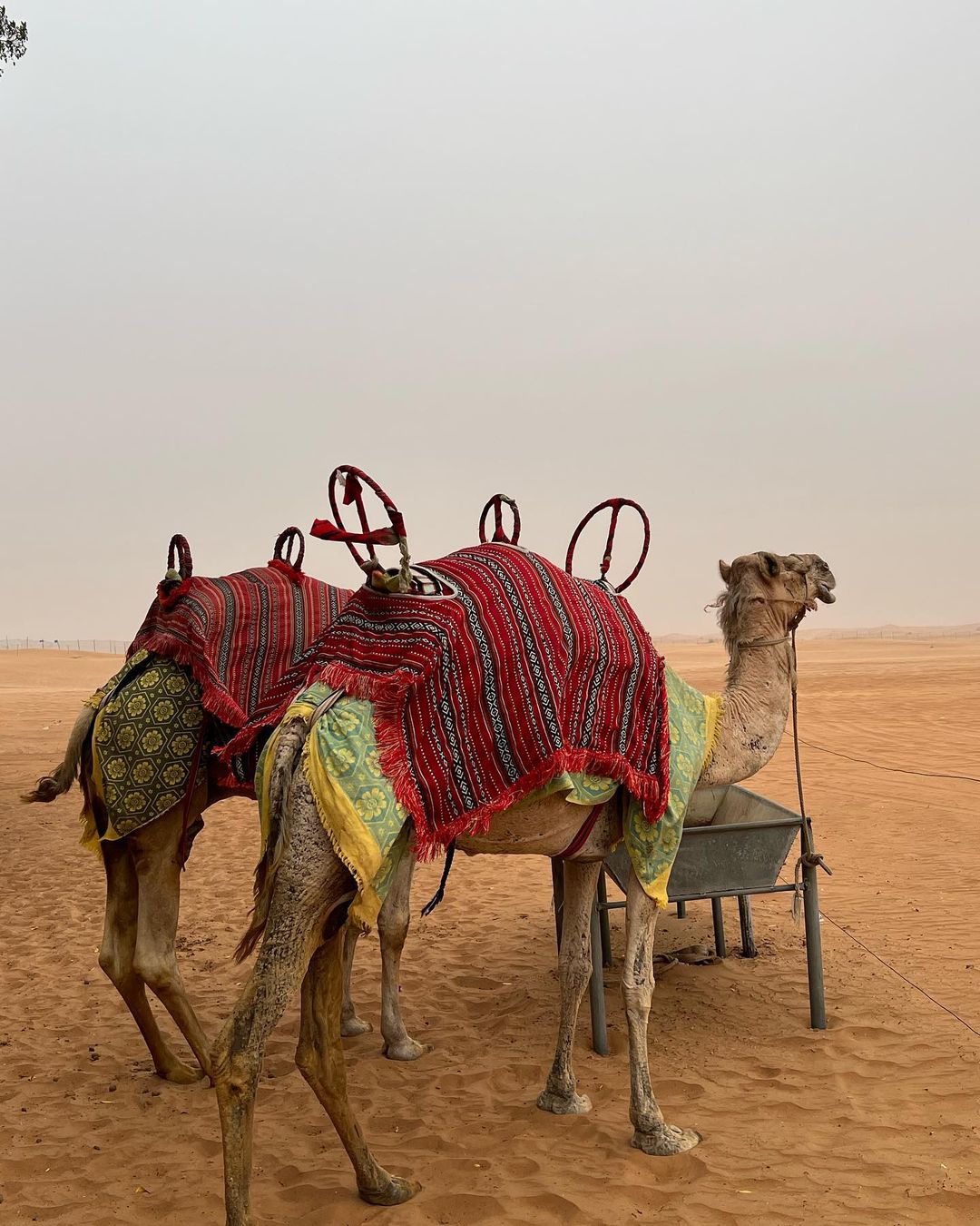 Dubai: 4x4 Desert Safari, Camel Riding, ATV & Sandboarding