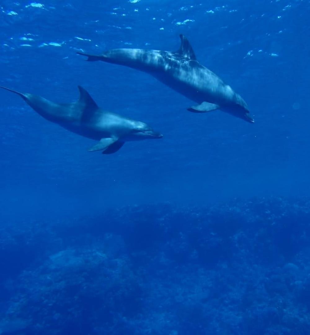 Шарм-эль-Шейх: курс дайвинга в открытой воде