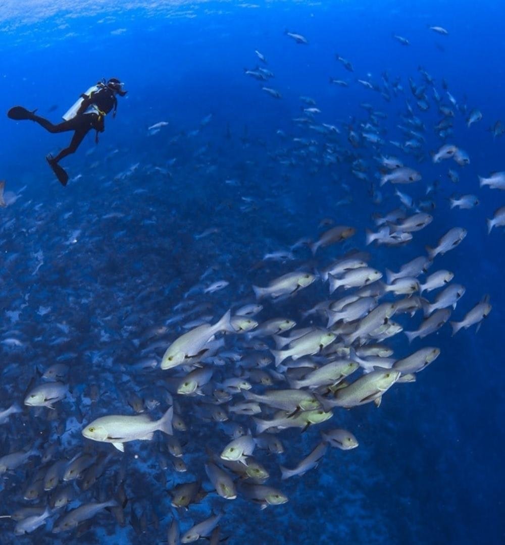 Шарм-эль-Шейх: курс дайвинга в открытой воде