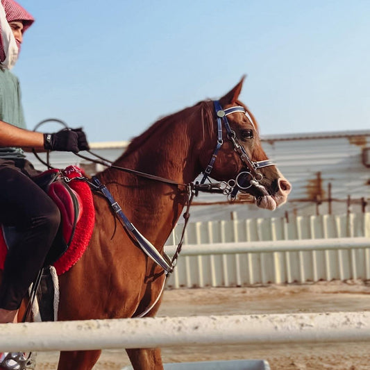 Doha: 4x4 Half - Day Private Desert Safari, Camel Ride, and Arabian Horse Ride