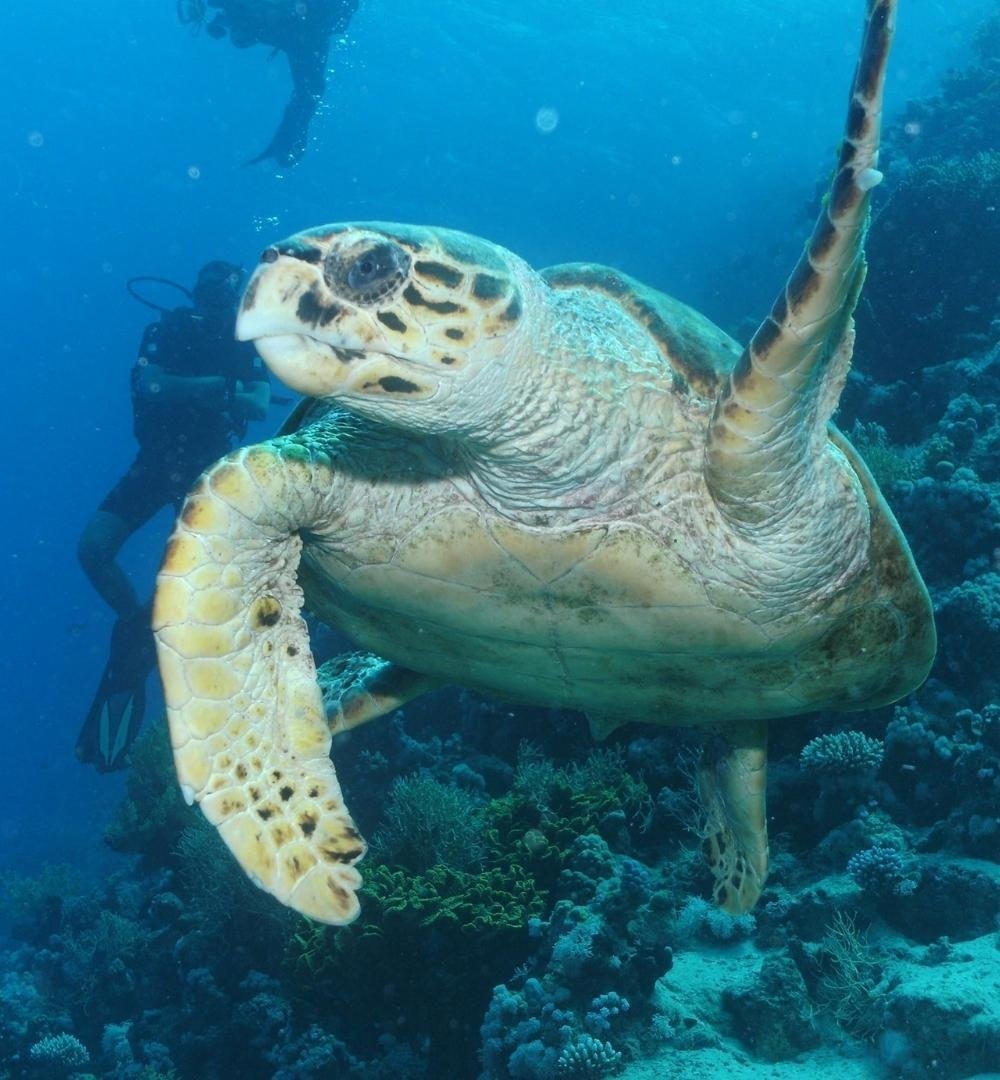 Sharm El Sheikh: Advanced Diving Course