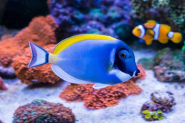 Hurghada: Orange Island Yacht Trip with Lunch & Water Sports with Transfer