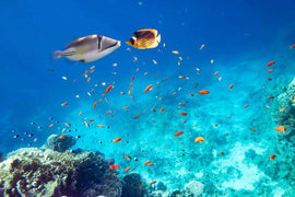Hurghada: Orange Island Yacht Trip with Lunch & Water Sports with Transfer