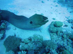 Marsa Alam: Schnorchel-Bootsfahrt im Coral Garden mit Mittagessen