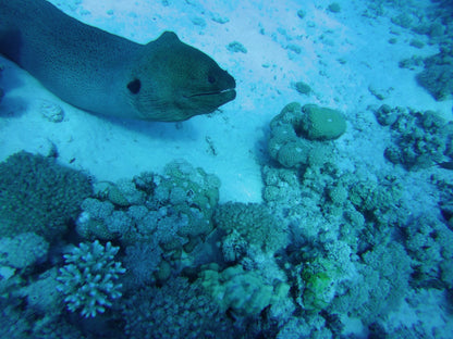Marsa Alam: excursie cu barca de snorkeling la Coral Garden cu prânz