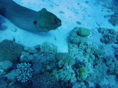 Marsa Alam: Schnorchel-Bootsfahrt im Coral Garden mit Mittagessen
