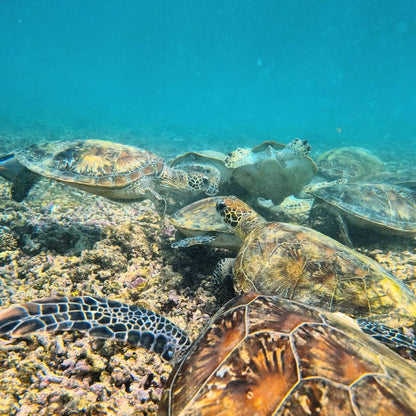 Mascate : excursion quotidienne de plongée en apnée aux îles Daymaniyat
