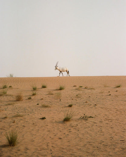 Dubai: Platinum Conservation Drive & Breakfast at Al-Maha