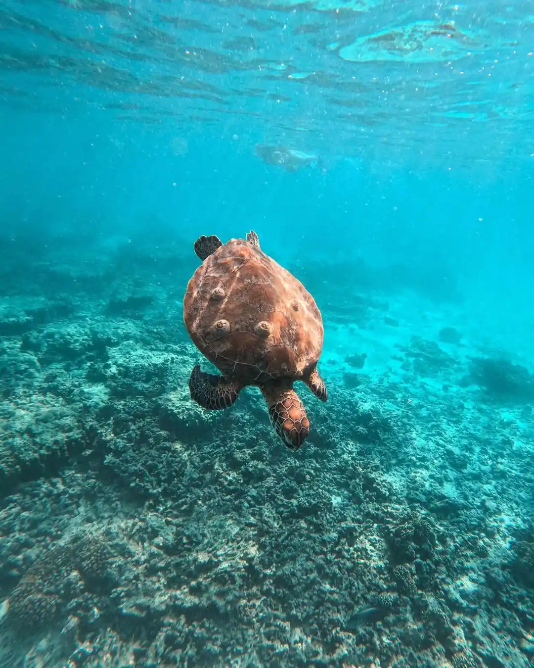 Mascate: Tour de crucero y snorkel en las Islas Daymaniat