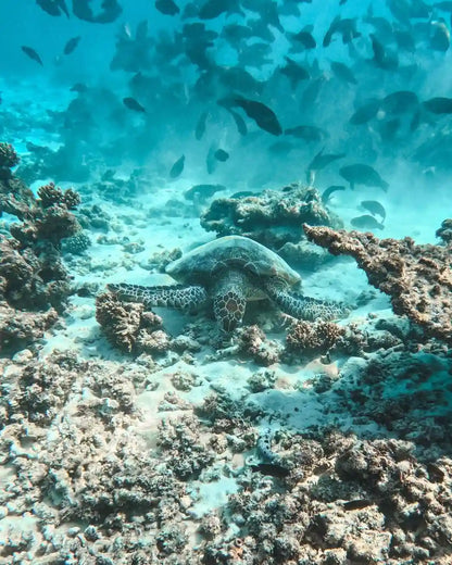 Mascate: Tour de crucero y snorkel en las Islas Daymaniat