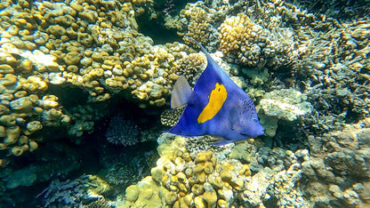 Hurghada: Mirage Private Boat Snorkeltur med lunsj og brus