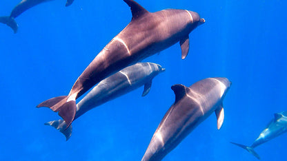 Hurghada: Mirage Private Boat Snorkeltur med lunsj og brus