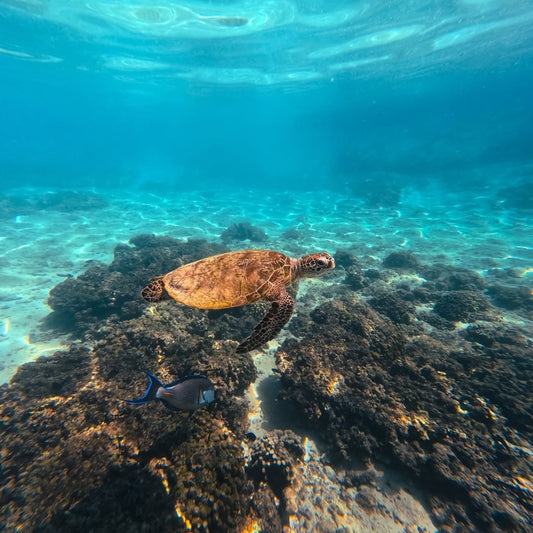 Maskat: Private Schnorcheltour mit dem Boot zu den Daymaniyat-Inseln