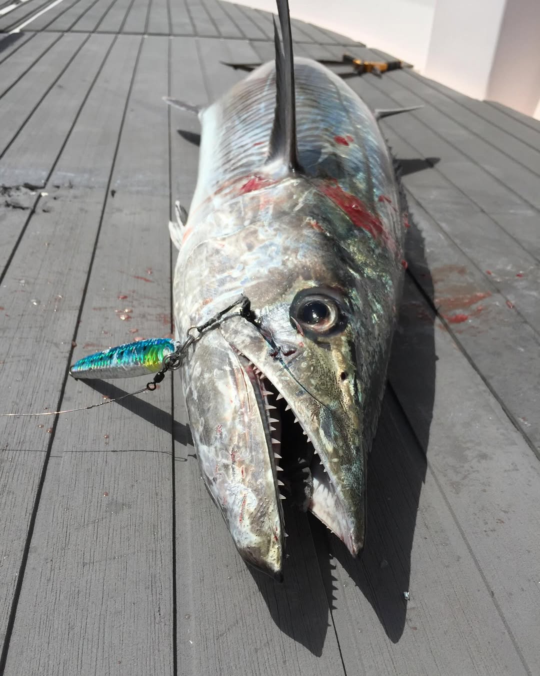 الدوحة: رحلة صيد خاصة في عرض البحر في قطر