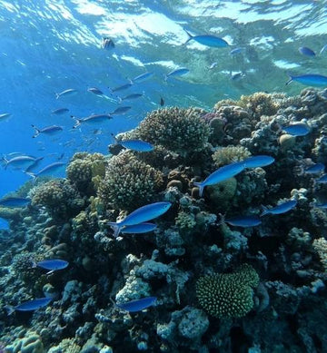 El Cairo: paquete turístico de 6 días a El Cairo y Hurghada en el Mar Rojo