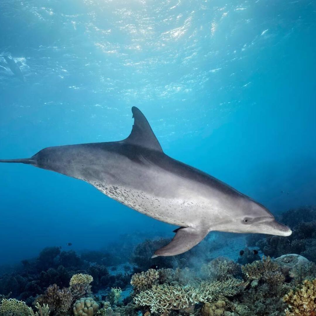 مرسى علم: رحلة قارب الغطس Samaday Dolphin House مع الغداء