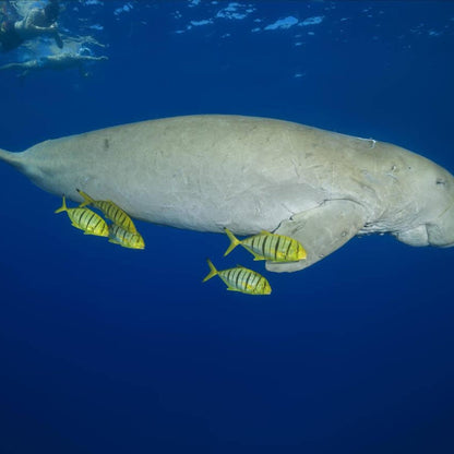 Marsa Alam: excursie cu barca de snorkeling la Marsa Mubarak cu prânz