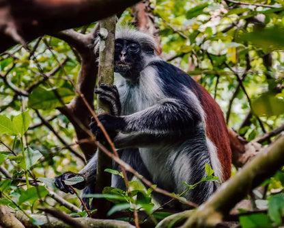 Zanzibar : visite privée de la forêt de Jozani, du parc aux reptiles et de la plage de Mtende