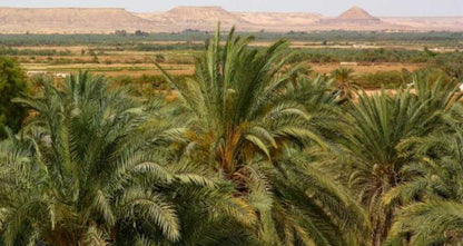 From Cairo: Black and White Desert and Bahiriya Oasis Guided Tour