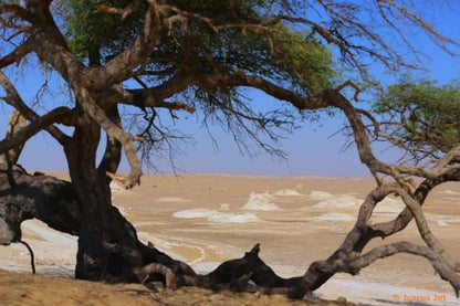 From Cairo: Black and White Desert and Bahiriya Oasis Guided Tour