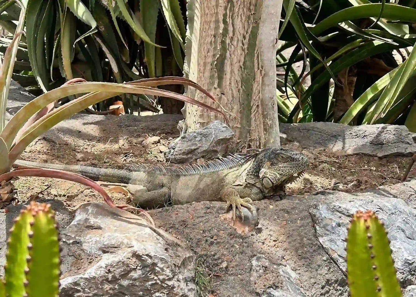 Agadir: Crocoparc and Tree-Climbing Goats Shared Trip