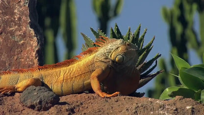 Agadir: Crocoparc and Tree-Climbing Goats Shared Trip