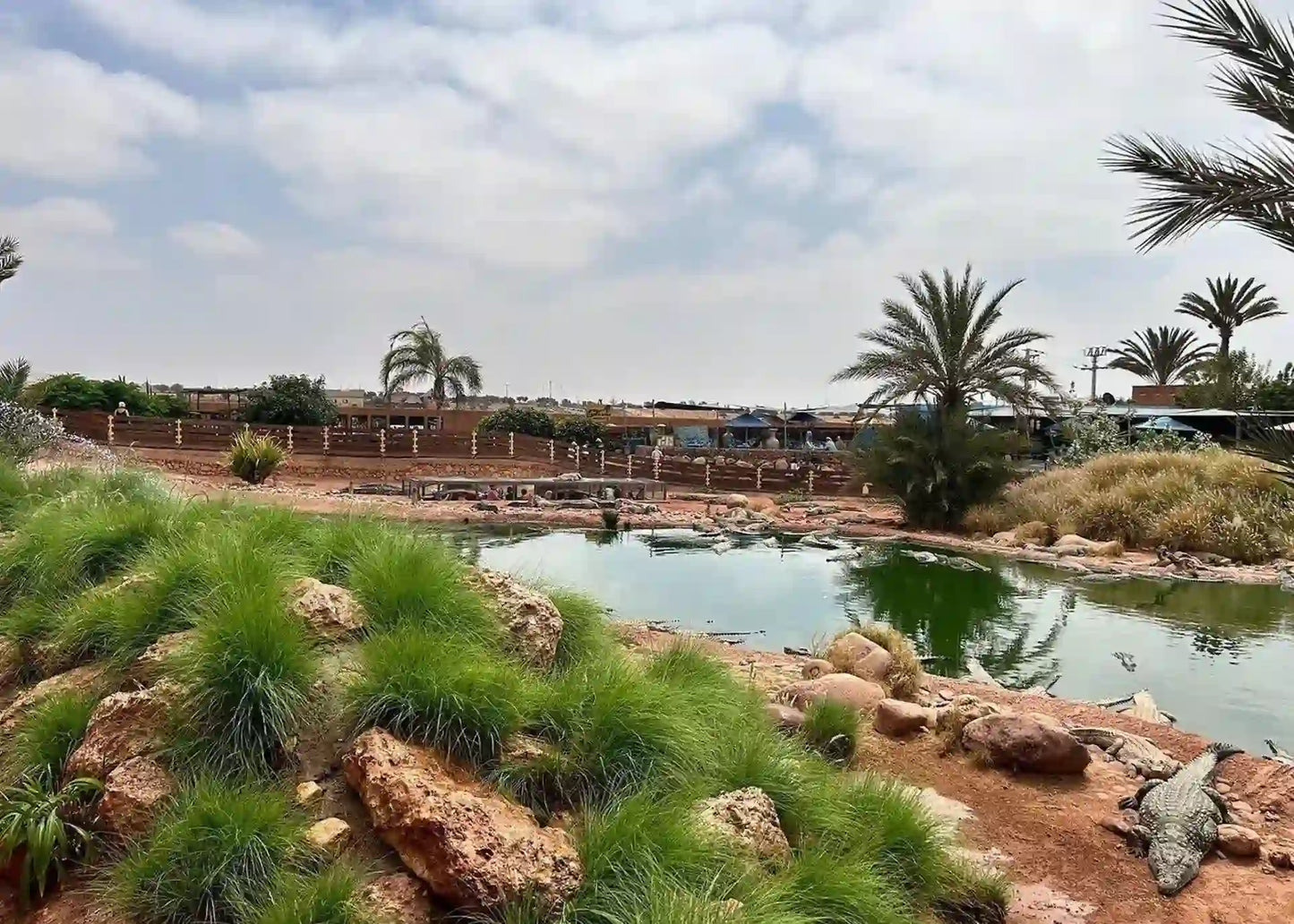 Agadir: Crocoparc and Tree-Climbing Goats Shared Trip