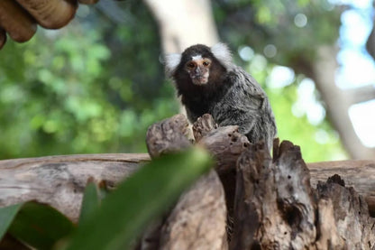 Agadir: Crocoparc and Tree-Climbing Goats Shared Trip